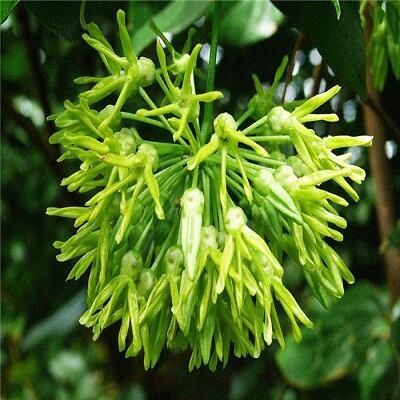 Bỏ túi nhiều công dụng trị bệnh bất ngờ từ hoa thiên lý 6