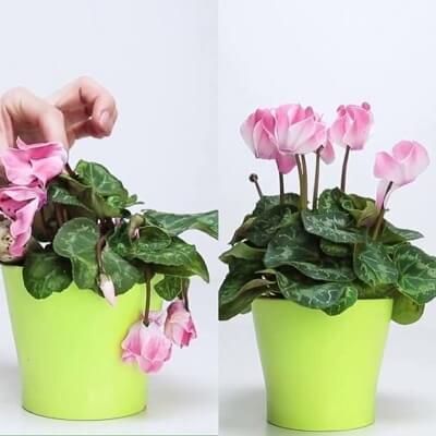 Mẹo hồi sinh cây cỏ bằng hỗn hợp thần kỳ tự chế 9