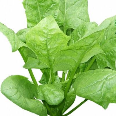 Súp bó xôi hải sản 7