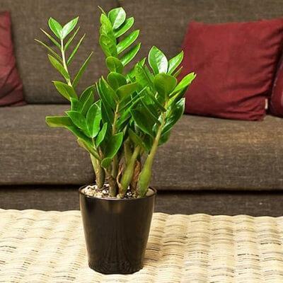4 loại cây mang may mắn, tài lộc cho gia chủ 3