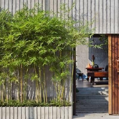 Bí quyết trồng cây để rước tài lộc 3