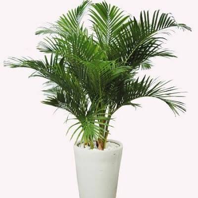 Bí kíp chăm sóc từ 12 loại cây cảnh trồng trong nhà 4
