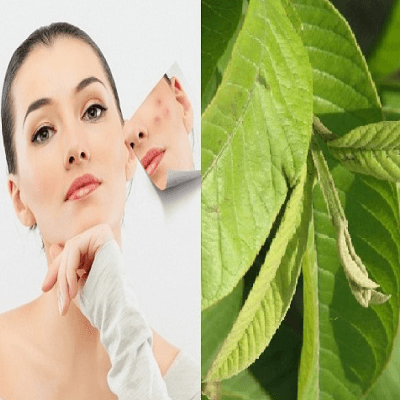 Nhiều công dụng “diệu kỳ” của lá ổi không phải ai cũng biết 4