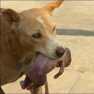 Xúc động cảnh chú chó hoang cứu sống một em bé bị bỏ ngoài lề đường 5