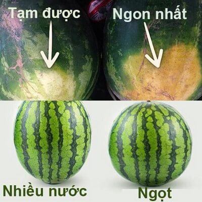 Chọn dưa hấu ngon theo cách của người nông dân dày dạn kinh nghiệm 8