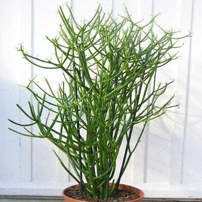 Nhiều bài thuốc hay chữa bệnh vặt từ cây xương cá, ai cũng nên biết 3