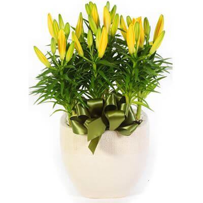 7 loài hoa không được dùng để cắm lên bàn thờ ngày Tết 7