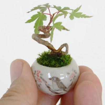 Tết 2015: Loại cây cảnh nào ‘lên ngôi’? 3
