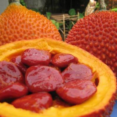 Công dụng thần kỳ trong chăm sóc sức khỏe và làm đẹp của quả gấc 3