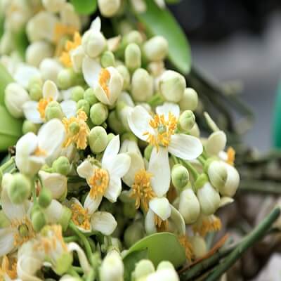 Khám phá những công dụng ít ai ngờ của hoa bưởi 5