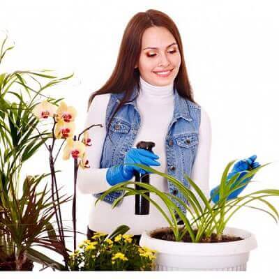 6 bước "hồi sinh" cây cảnh trong nhà bị khô héo xanh mơn mởn 3