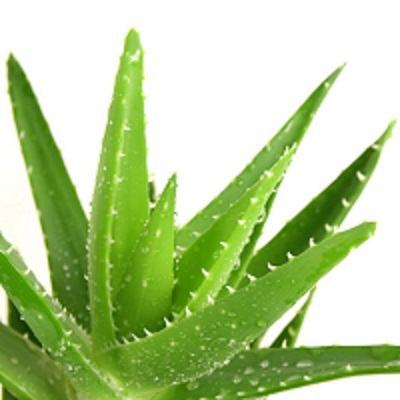 5 công dụng tuyệt vời của lô hội đối với sức khỏe và làm đẹp 9