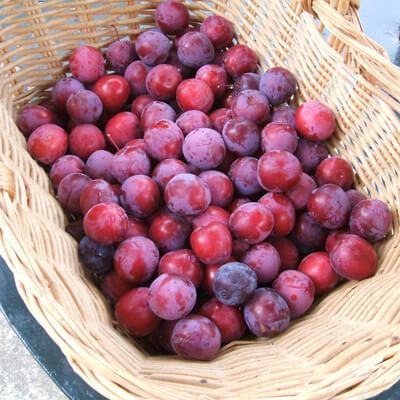 Mẹo phân biệt mận Bắc và mận Trung Quốc 5