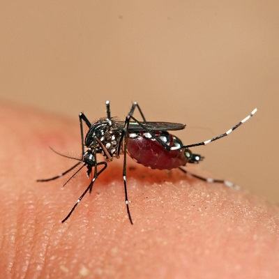 Bạn có phải 1 trong 5 loại người dễ bị muỗi đốt nhất không? 3