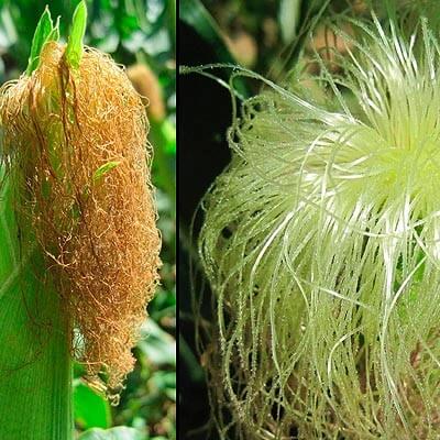 Vô vàn công dụng không ngờ của râu ngô với sức khỏe 4