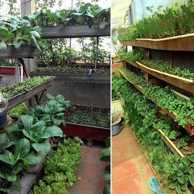 Chỉ với 30m2 sân thượng, gia đình không bao giờ phải mua rau 5