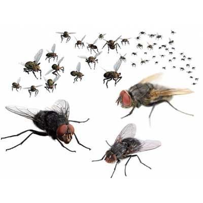 Nhiều cách "đuổi" nhanh đám ruồi đáng ghét ra khỏi nhà 5