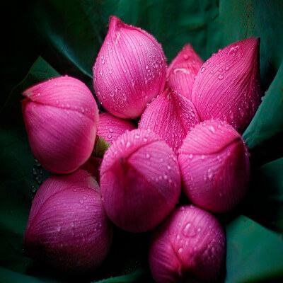Nhiều công dụng làm đẹp và chữa bệnh không ngờ của hoa sen 6