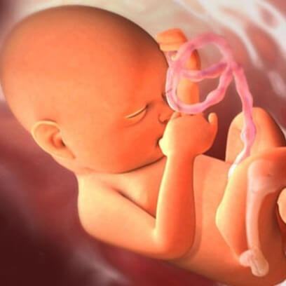 Diệu kì giai đoạn phôi thai - Những điều mọi bà mẹ cần biết (P3) 9