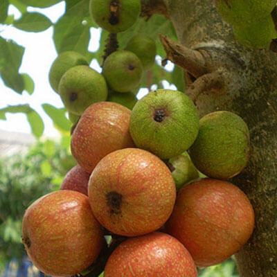 7 công thức biến tấu món ăn làm tăng ham muốn “yêu” 3