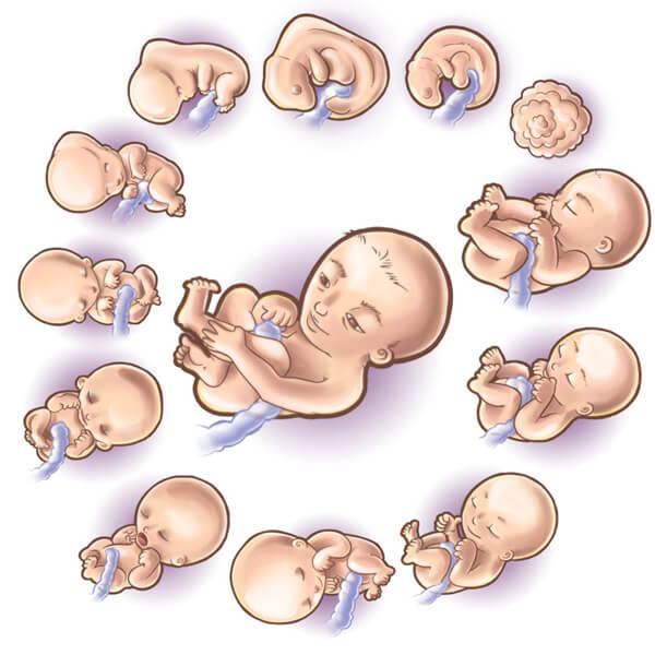 Tìm hiểu sự phát triển kích thước và các cơ quan của bé yêu trong bụng mẹ qua từng tuần trong thai kỳ 41