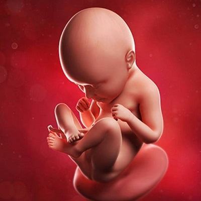 Thì ra đây là quá trình hình thành giới tính thai nhi 3