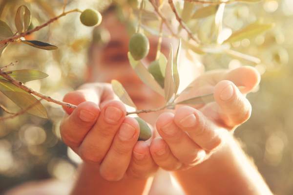 Tinh dầu Olive từ Provence và những ưu điểm tuyệt vời! 6