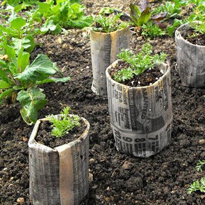 Mẹo biến báo cũ thành chậu ươm rau sạch cho mẹ khéo tay 3