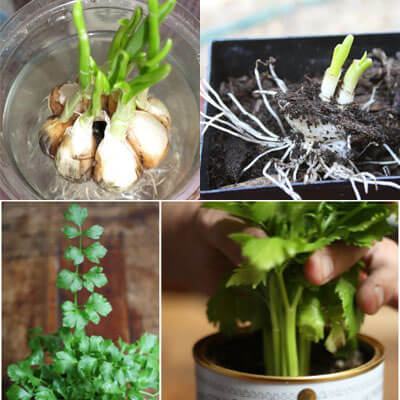 10 loại rau củ, gia vị quen thuộc trong bếp có khả năng “tái sinh” bạn nên biết 36