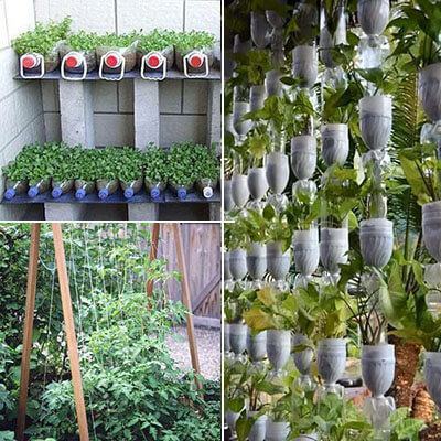 Tự trồng rau sạch tại nhà ư, dễ chưa từng thấy! 24