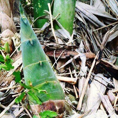 Bà bầu có nên ăn măng trong suốt thai kỳ? 4