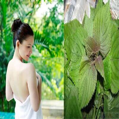 Tất tần tật cách làm đẹp bằng lá tía tô đơn giản tại nhà 5