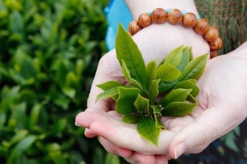 Cách trị mùi hôi ở vùng kín sau sinh hiệu quả ngay tức thì 35 Cách trị mùi hôi ở vùng kín sau sinh