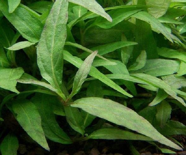 13 loại thực phẩm dễ gây sinh non mẹ bầu cần tránh 36 Rau răm