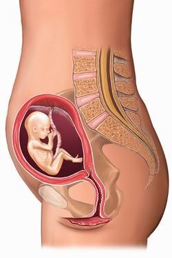 Nhật Ký Mang Thai: 40 Tuần Thai Kỳ Khỏe Mạnh (Phần 11) 33 Nhật Ký Mang Thai: 40 Tuần Thai Kỳ Khỏe Mạnh (Phần 11) 5