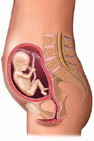 Nhật Ký Mang Thai: 40 Tuần Thai Kỳ Khỏe Mạnh (Phần 15) 33 Nhật Ký Mang Thai: 40 Tuần Thai Kỳ Khỏe Mạnh (Phần 15) 5
