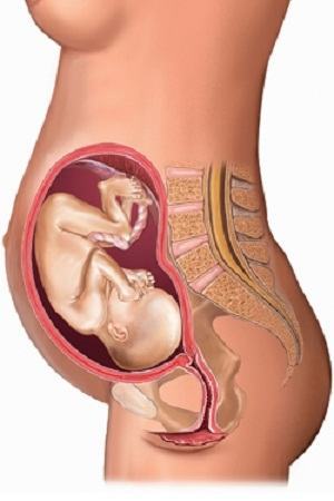 Nhật ký mang thai: 40 tuần thai kỳ khỏe mạnh (Phần 23) 33 Nhật ký mang thai: 40 tuần thai kỳ khỏe mạnh (Phần 23) 5