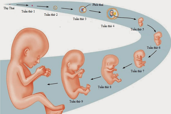 3 giai đoạn quan trọng trong quá trình mang thai 34 3 giai đoạn quan trọng trong quá trình mang thai 6
