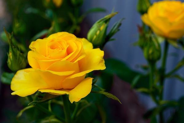 Hoa hồng dành tặng chị em ngày 20/10 – Ý nghĩa màu sắc hoa hồng 11