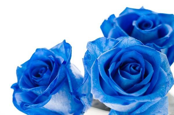 Hoa hồng dành tặng chị em ngày 20/10 – Ý nghĩa màu sắc hoa hồng 12