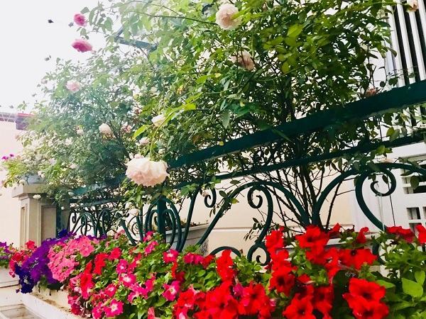Ban công phủ kín hoa hồng đẹp như trong mơ của bà mẹ ở Hải Dương 46 Ban công phủ kín hoa hồng đẹp như trong mơ của bà mẹ ở Hải Dương 20