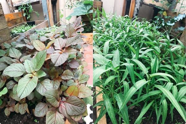 Vườn rau trồng trong thùng gỗ xanh mướt trên sân thượng của gia đình Sài Gòn 43 Vườn rau trồng trong thùng gỗ xanh mướt trên sân thượng của gia đình Sài Gòn 17