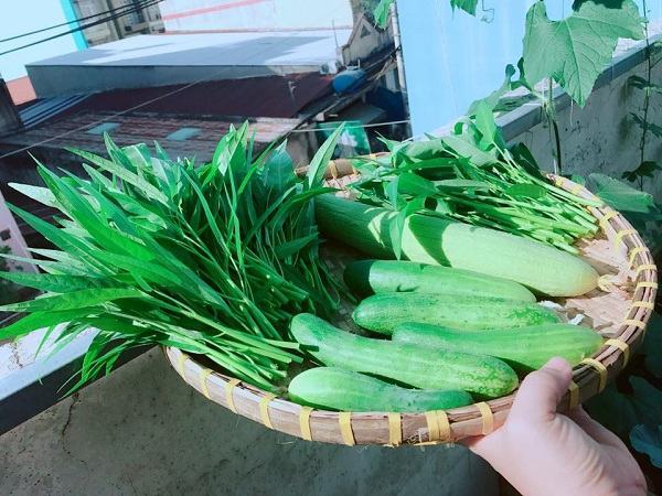 Vườn rau trồng trong thùng gỗ xanh mướt trên sân thượng của gia đình Sài Gòn 45 Vườn rau trồng trong thùng gỗ xanh mướt trên sân thượng của gia đình Sài Gòn 19