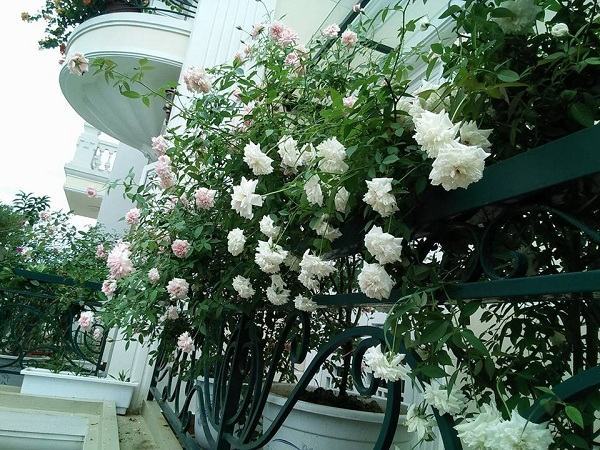 Ban công phủ kín hoa hồng đẹp như trong mơ của bà mẹ ở Hải Dương 44 Ban công phủ kín hoa hồng đẹp như trong mơ của bà mẹ ở Hải Dương 18