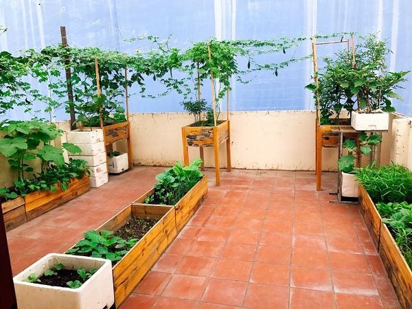 Vườn rau trồng trong thùng gỗ xanh mướt trên sân thượng của gia đình Sài Gòn 39 Vườn rau trồng trong thùng gỗ xanh mướt trên sân thượng của gia đình Sài Gòn 13