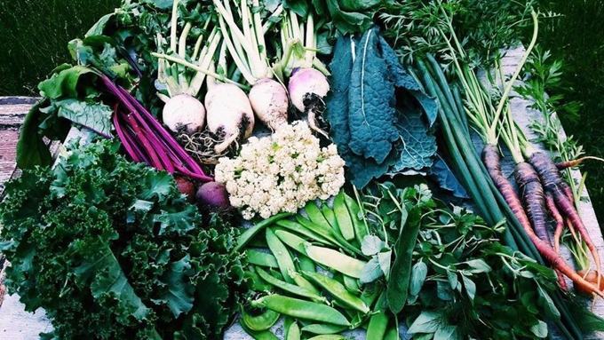 Cặp vợ chồng từ bỏ phố thị vào rừng nuôi gà, trồng rau 56 Cặp vợ chồng từ bỏ phố thị vào rừng nuôi gà, trồng rau 28
