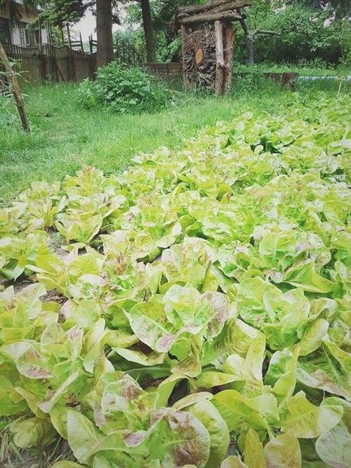 Cặp vợ chồng từ bỏ phố thị vào rừng nuôi gà, trồng rau 48 Cặp vợ chồng từ bỏ phố thị vào rừng nuôi gà, trồng rau 20