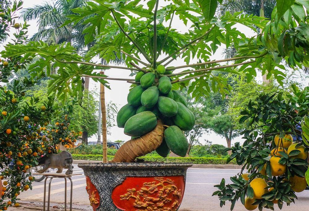 Các loại cây cảnh chưng Tết