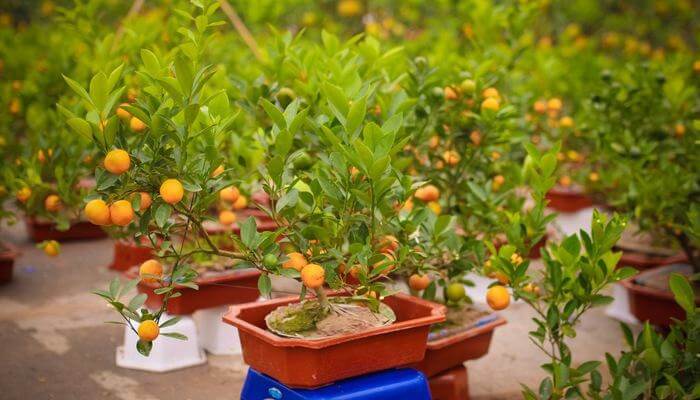 Các loại cây cảnh chưng Tết