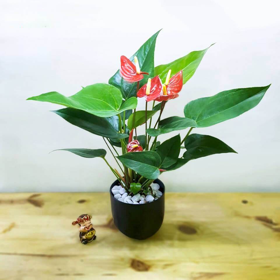 Cẩn thận với những loài hoa đẹp nhưng có độc trong dịp Tết 43 những loài hoa đẹp nhưng có độc